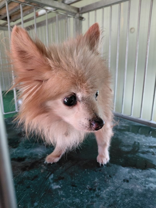 보령시유기동물보호소_444451202501016